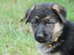 Prodáme štěňata NO s PP- poslední volní pejskové a